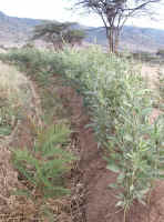 Grevillia swale.jpg (130227 bytes)
