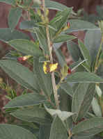 Pigeon flower.jpg (87260 bytes)