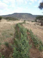 Samangua view.jpg (103617 bytes)