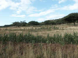 Swales.jpg (72734 bytes)