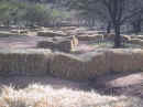 bales_as_barrier.jpg (23075 bytes)