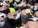 baobab_sprouts.jpg (28575 bytes)