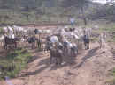 goats.jpg (24174 bytes)