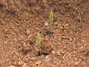 pigeon_ pea_ sprouts.jpg (32422 bytes)