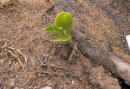 tamarind_ sprout.jpg (27832 bytes)