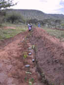 tree_ planting_ along_ swales.jpg (37544 bytes)