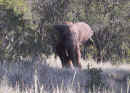wild_ elephant.jpg (27392 bytes)