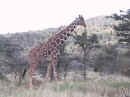 wild_ giraffe.jpg (16980 bytes)