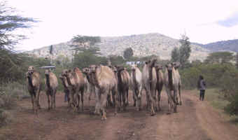 102-0257_livestock.jpg (250019 bytes)