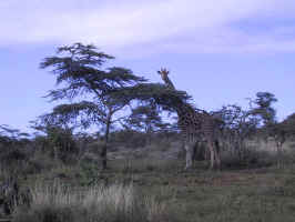 107-0755_wildlife.jpg (59519 bytes)