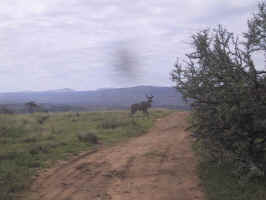 108-0808_wildlife.jpg (46412 bytes)