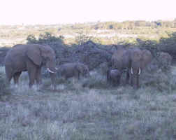 191-9162_wildlife.jpg (60819 bytes)