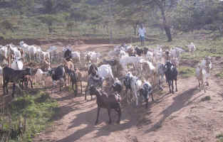 192-9211_livestock.jpg (85074 bytes)