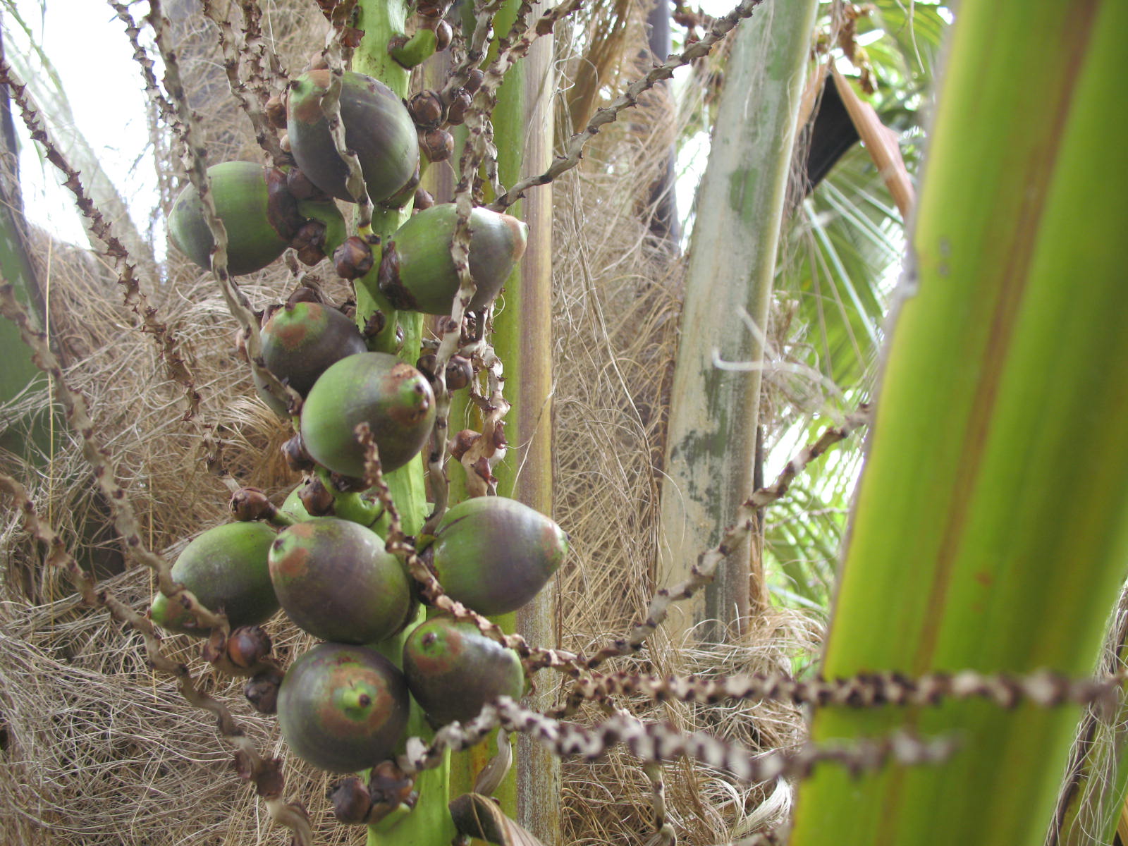 Quito palm in seed